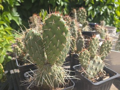 prickly pear