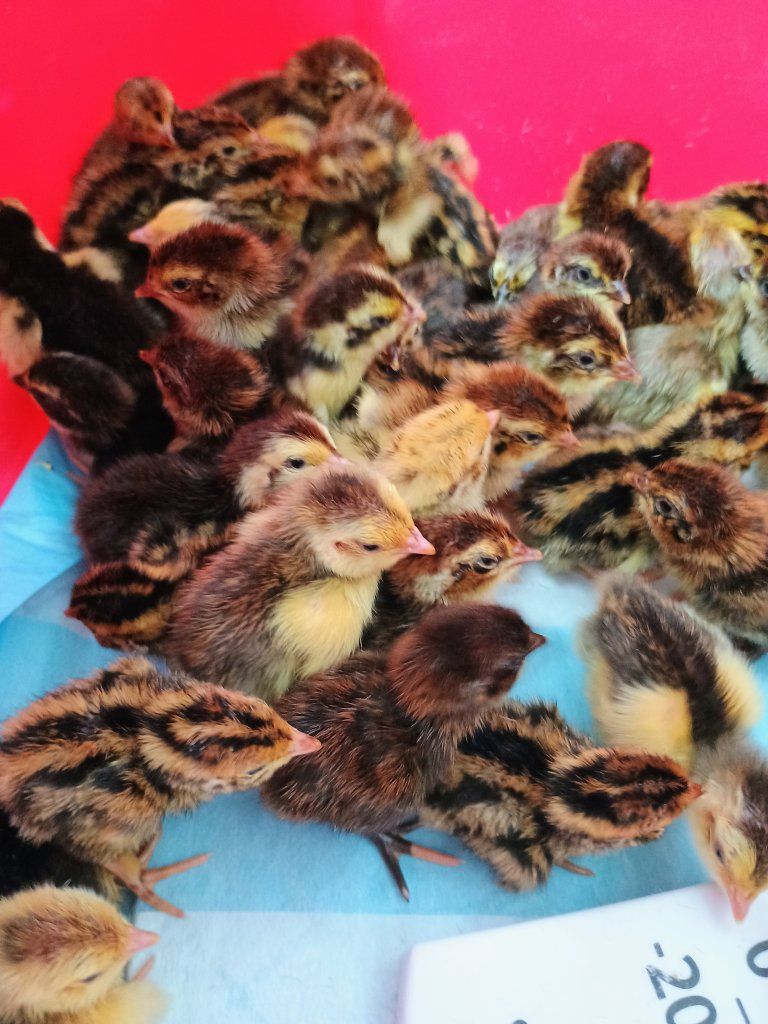 Corturnix quail chicks 1-6 days old.
