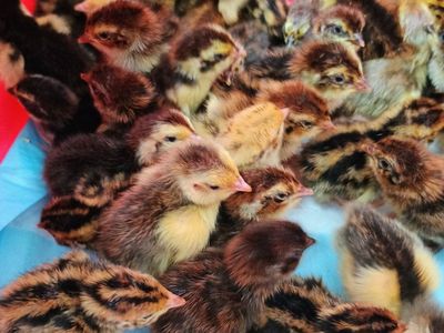 Corturnix quail chicks 1-6 days old.