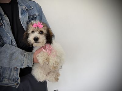AKC Mini Poodle puppy