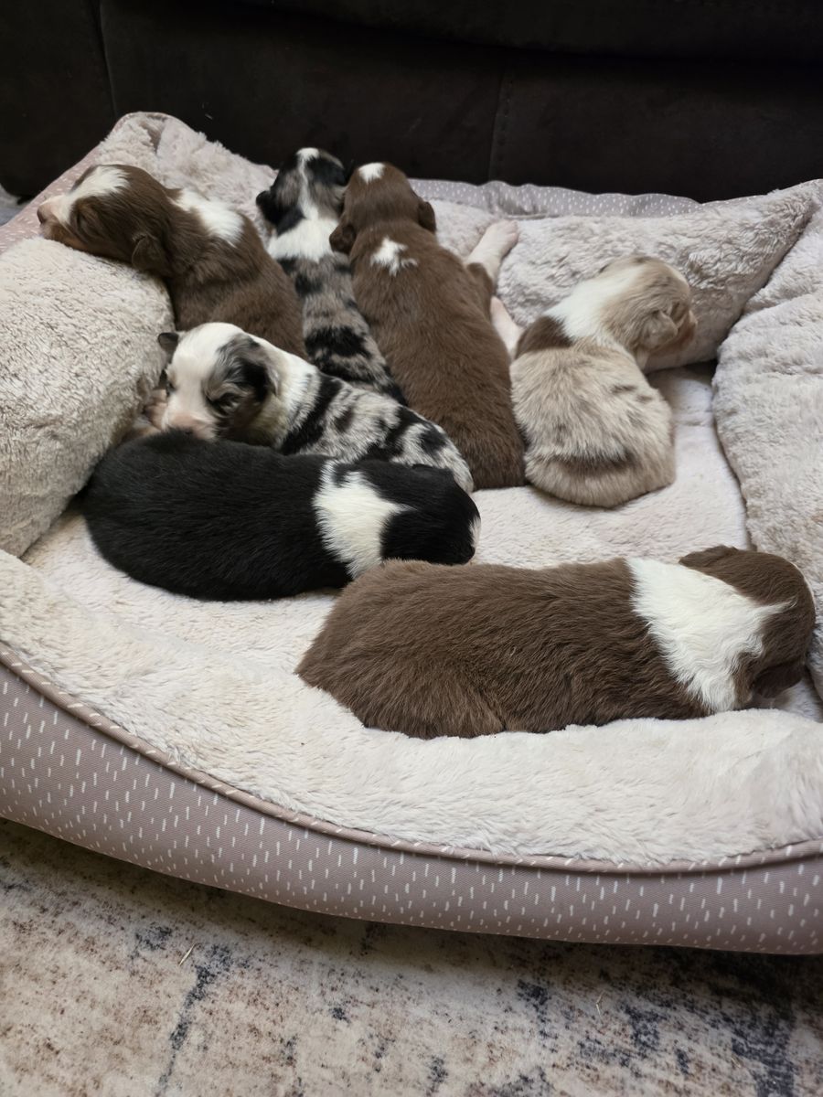 Adorable Australian Shepherd Puppies