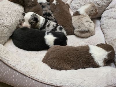 Adorable Australian Shepherd Puppies