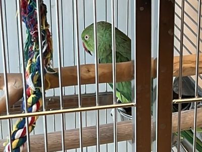 Green Indian Ringneck