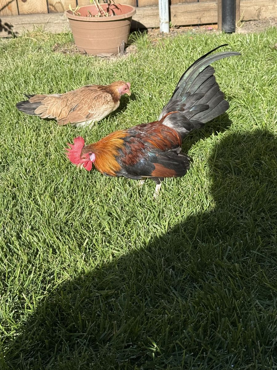 Azteca con fenix