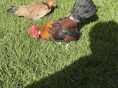Azteca con fenix