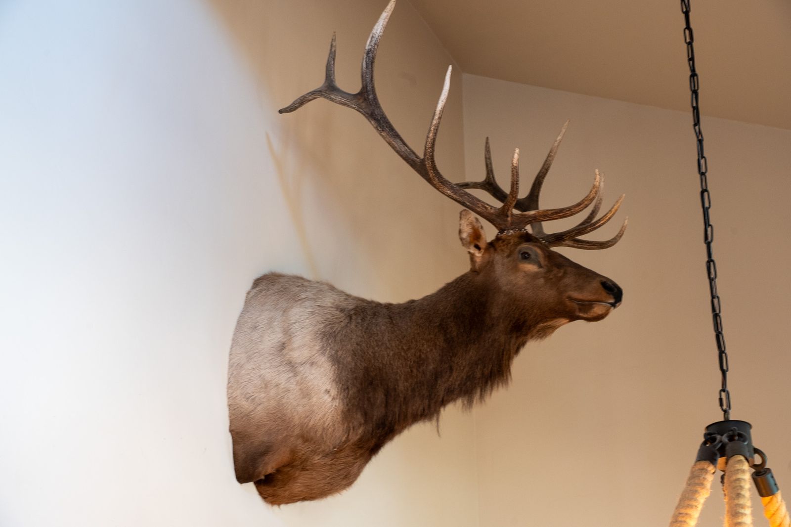 Taxidermy Bull Elk--320 pt.