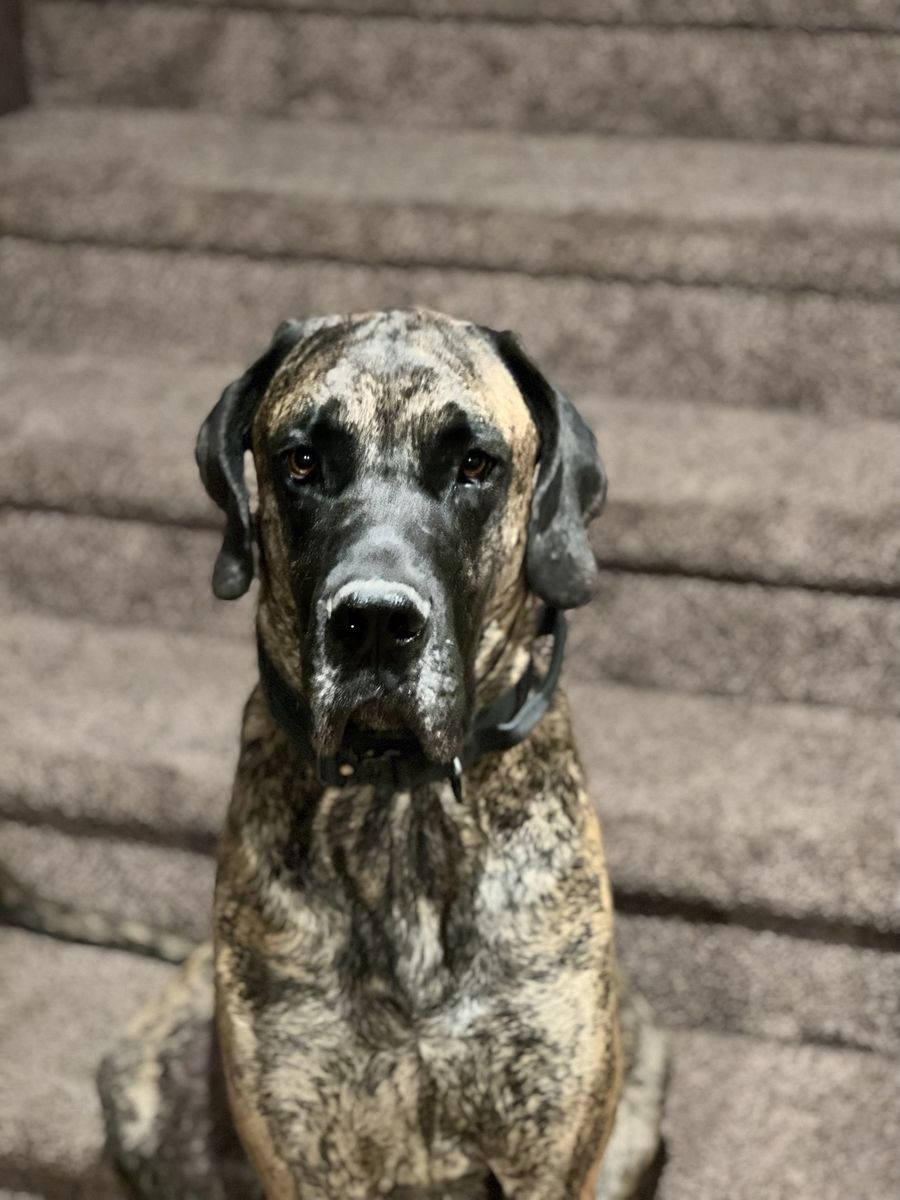 Needing a foster or rehome, living conditions no longer benefit my sweet boy