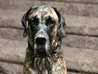 Needing a foster or rehome, living conditions no longer benefit my sweet boy