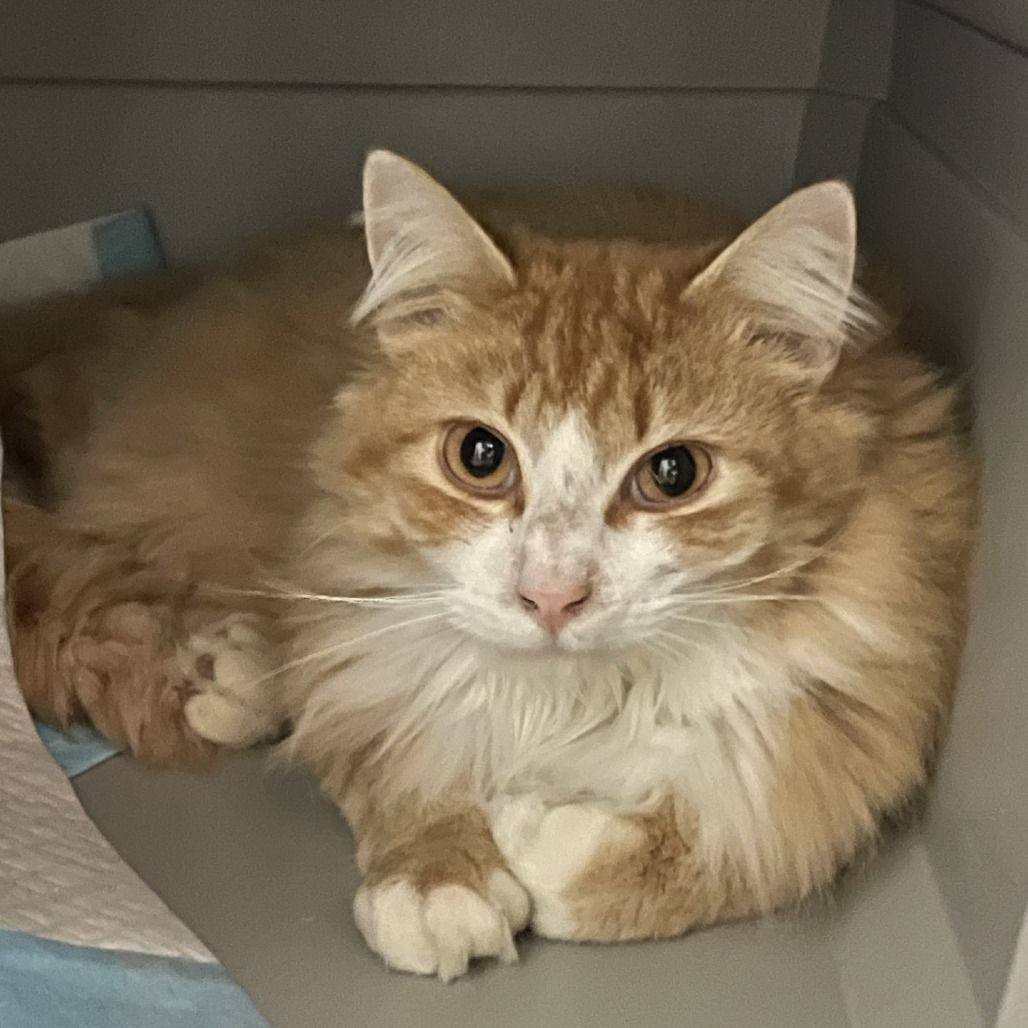 Hello my name is "Mac & Cheese"