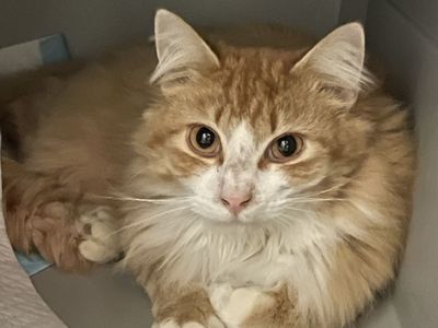 Hello my name is "Mac & Cheese"