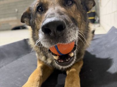 Meet Flex