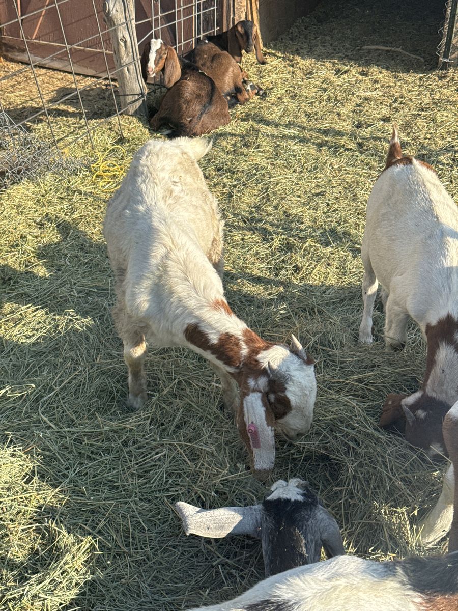 Boer Doeling