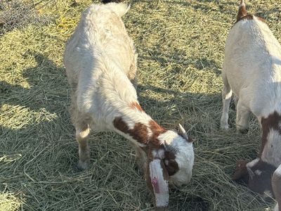 Boer Doeling