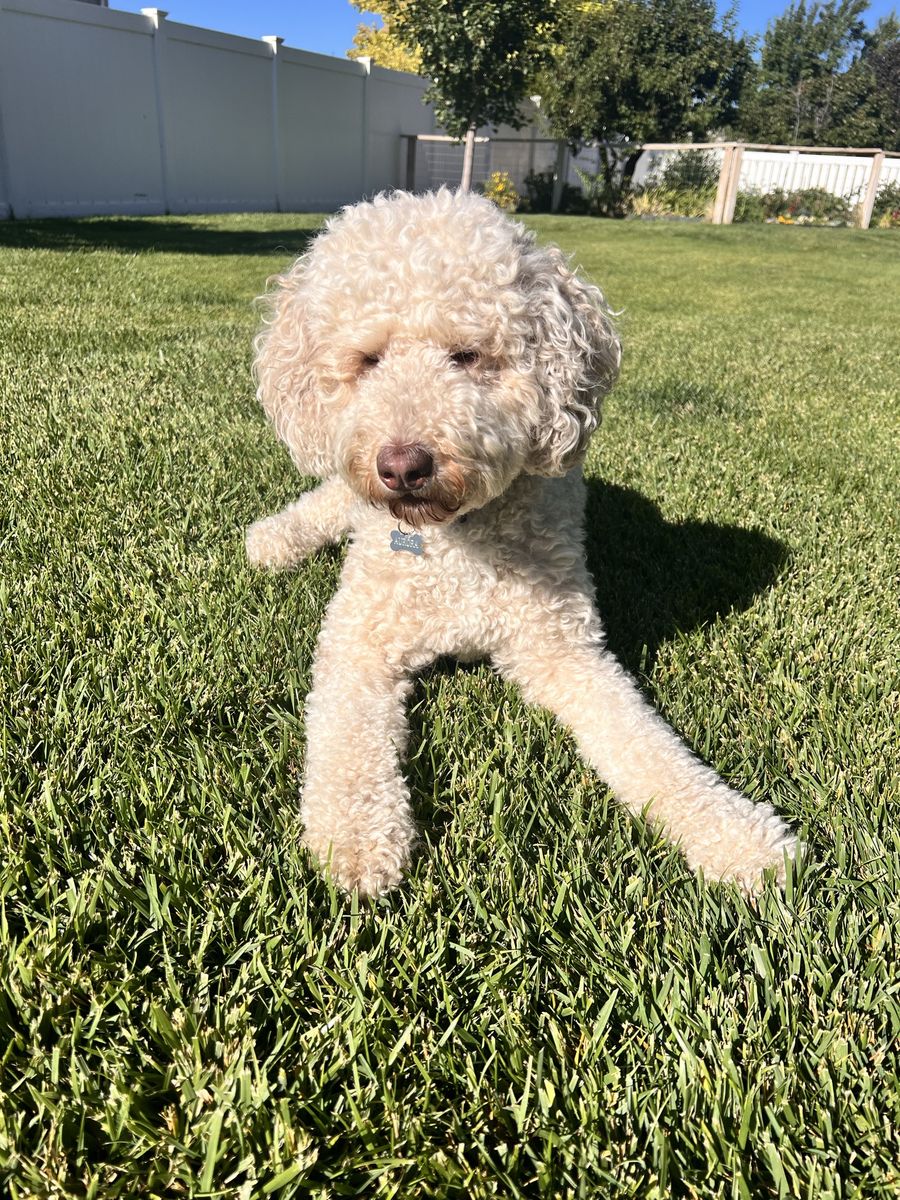 Adorable Bernedoodle 