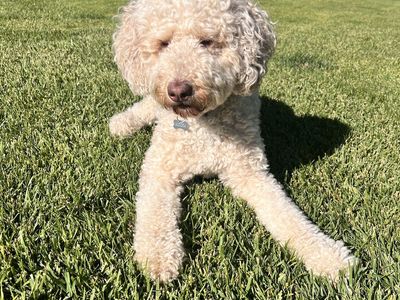 Adorable Bernedoodle