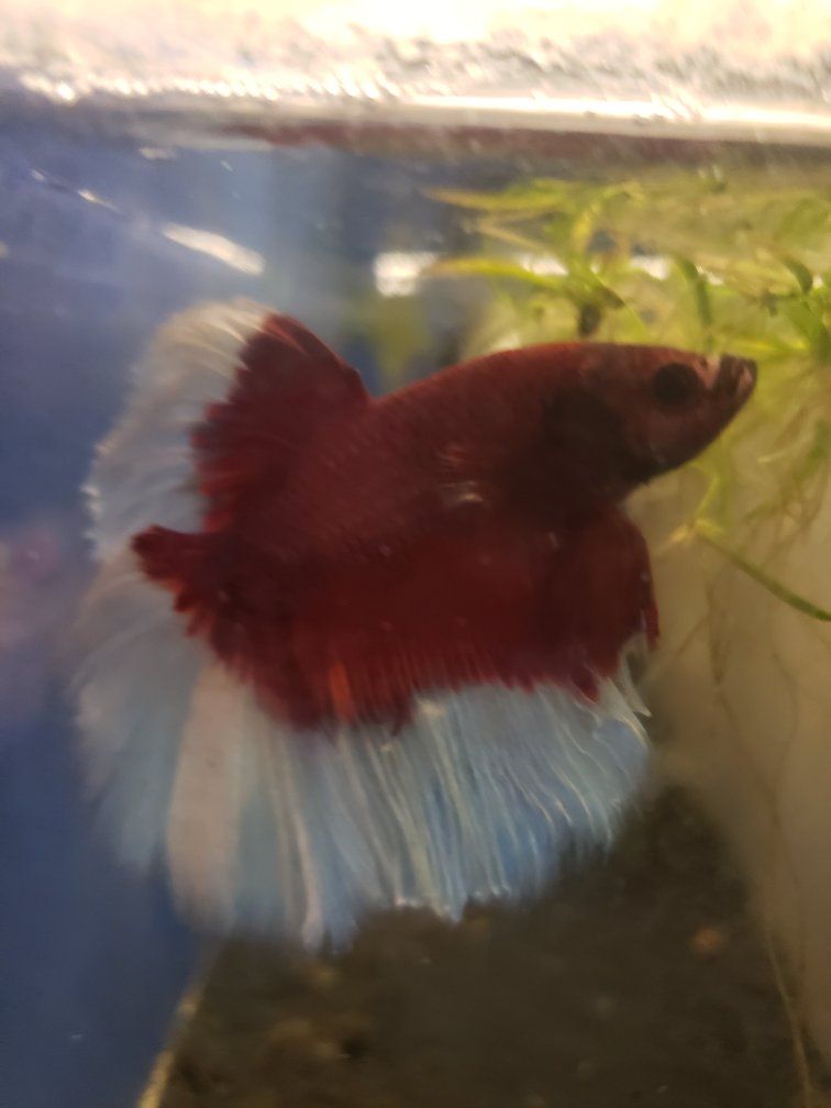 Import Red and White Halfmoon Betta Fish