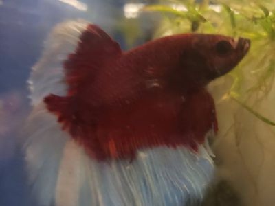 Import Red and White Halfmoon Betta Fish