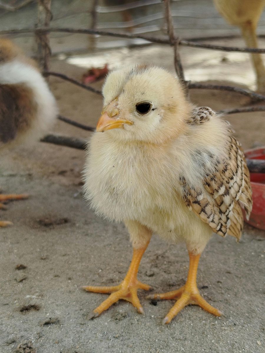 Free Chicks
