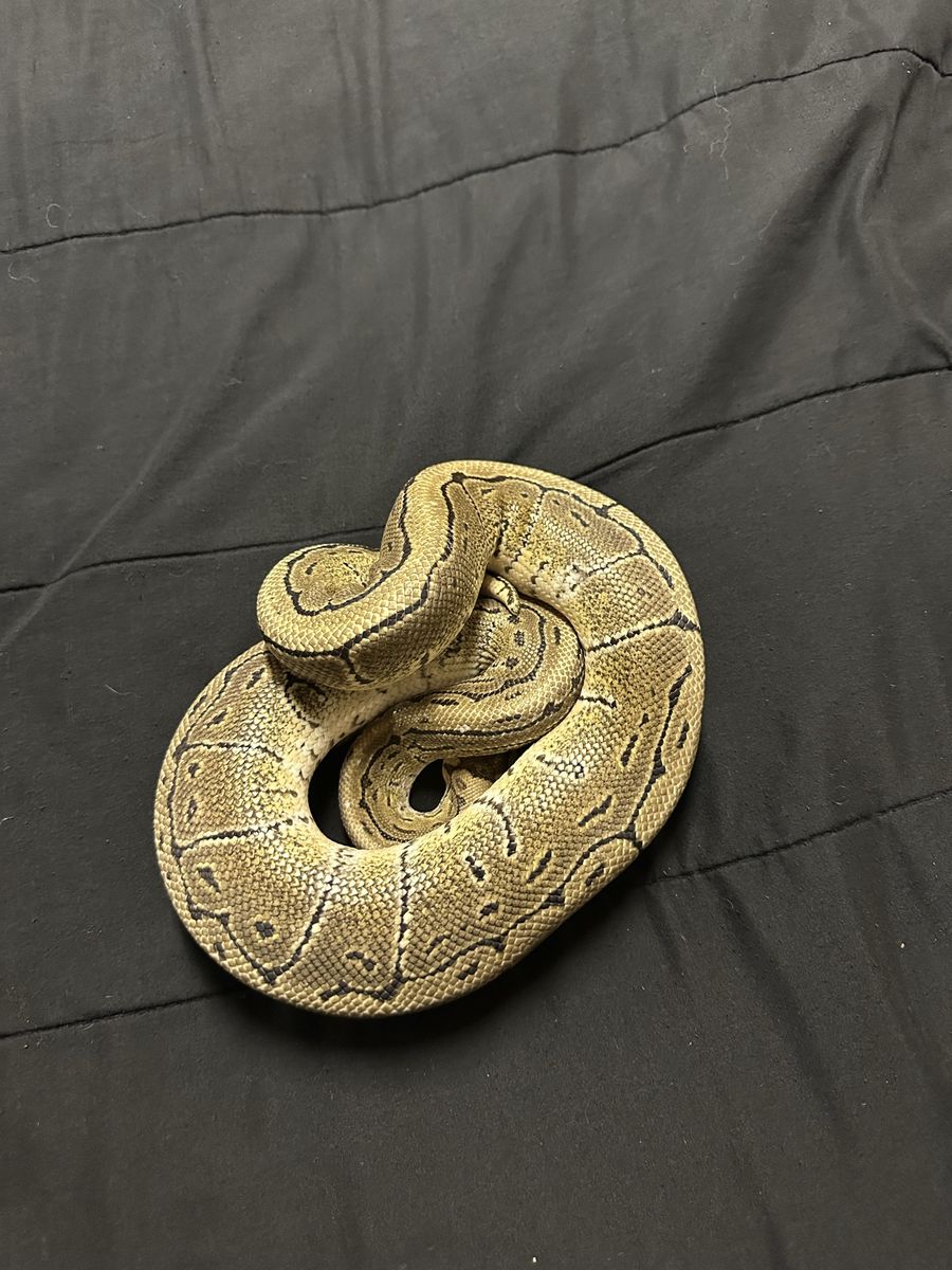 Male pinstripe ball python