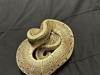 Male pinstripe ball python