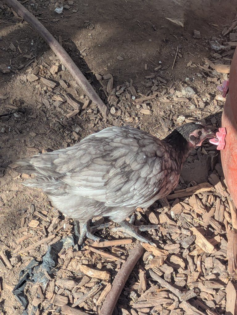 Olive Egger Pullets chicken hen