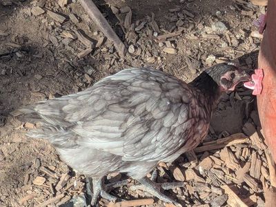 Olive Egger Pullets chicken hen