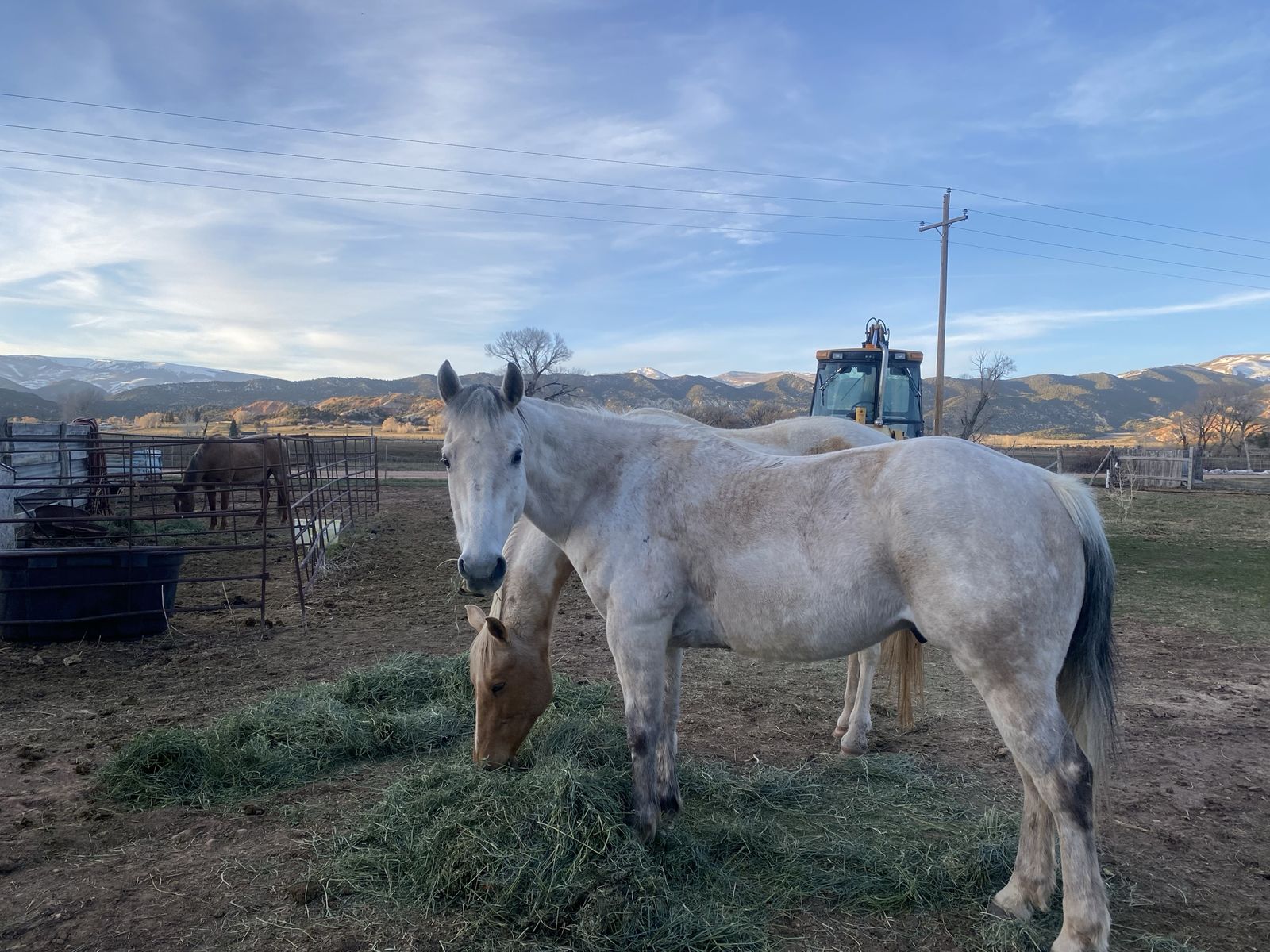 15 yr old gelding-Mountain horse