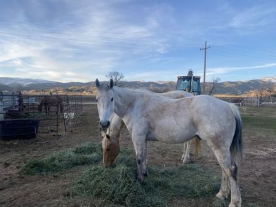 15 yr old gelding-Mountain horse