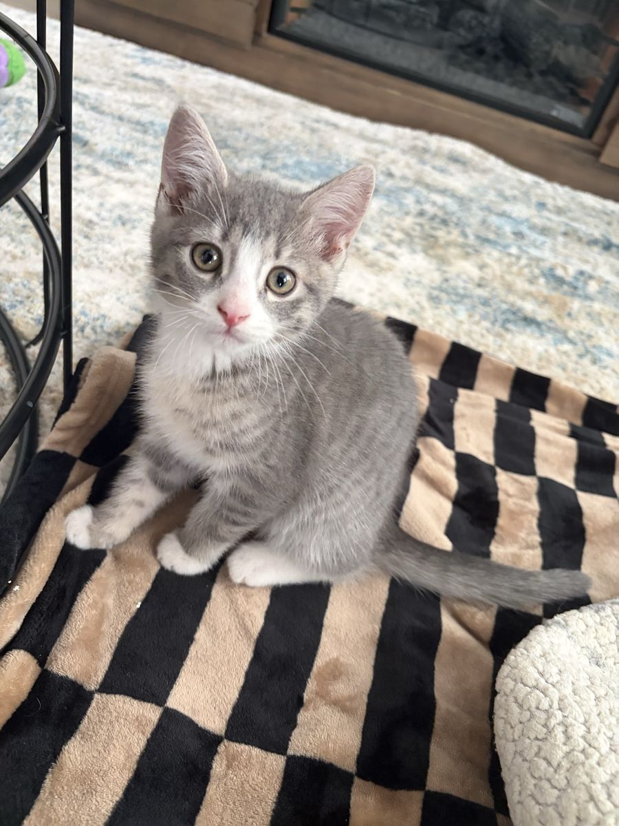 Kittens