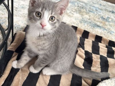 Kittens