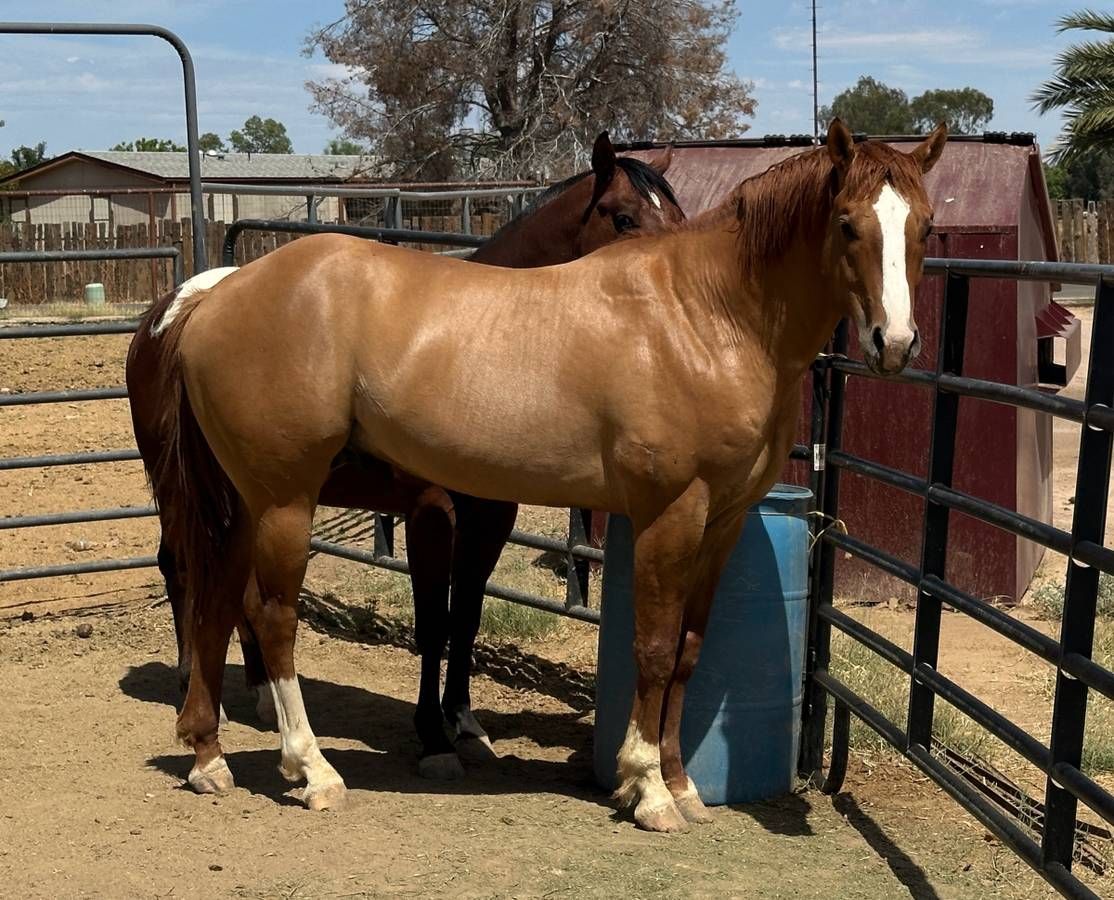 AQHA Red Dun Stallion