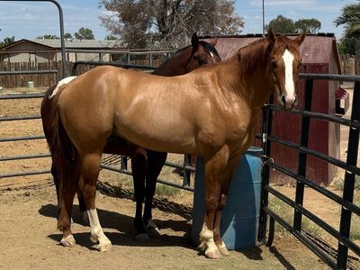 AQHA Red Dun Stallion