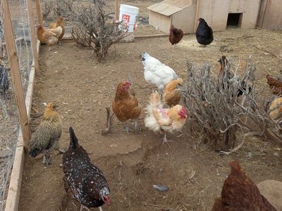 Laying Hens