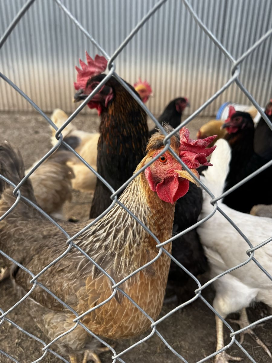 Laying hens