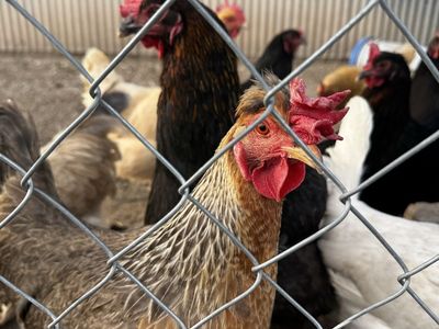 Laying hens
