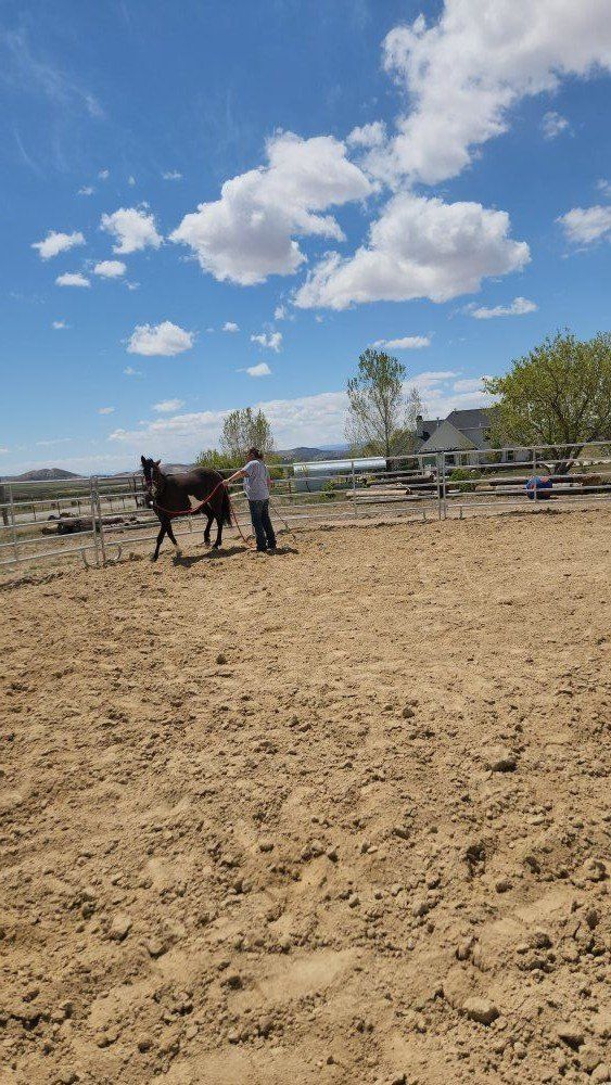 2023 filly (not registered)