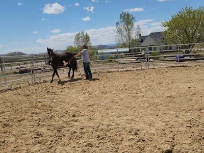 2023 filly (not registered)