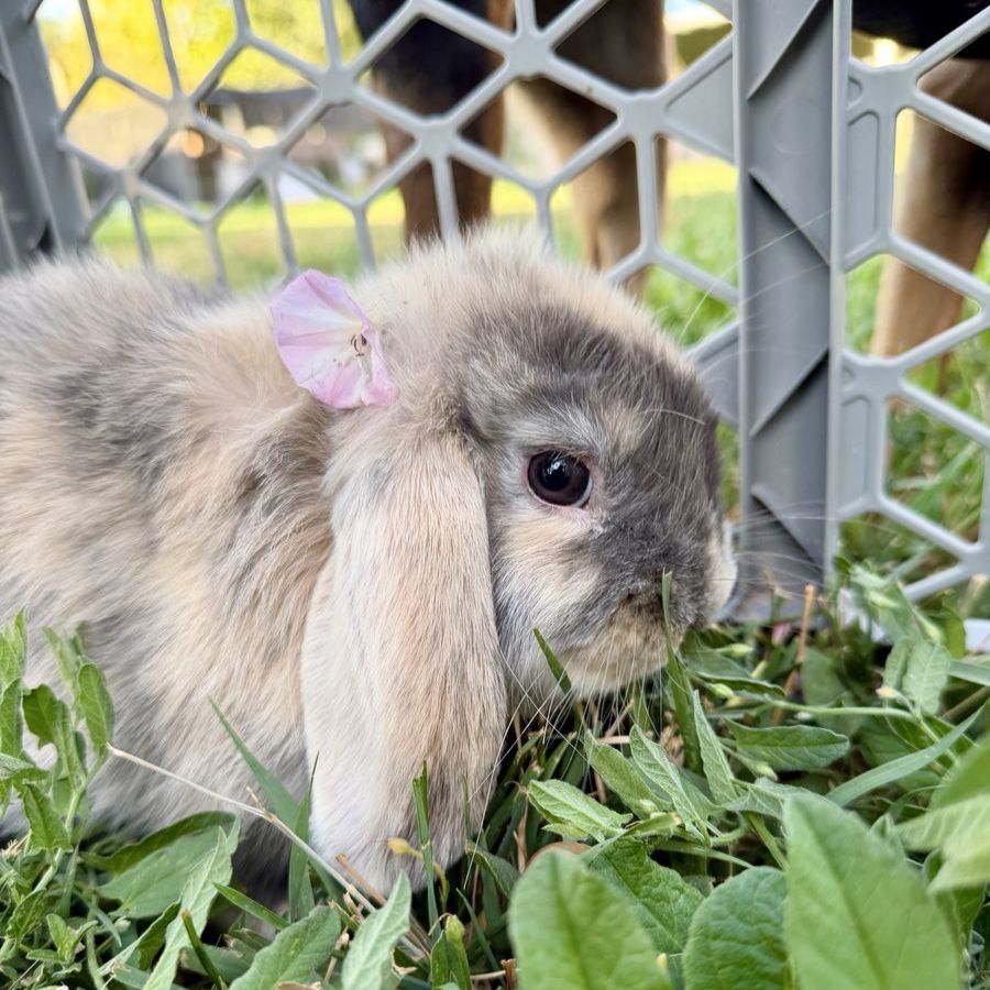 Holland Lop Doe