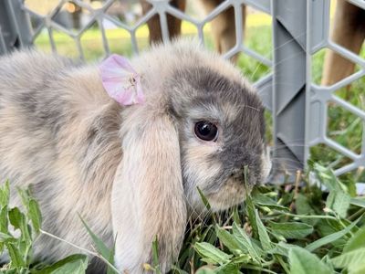 Holland Lop Doe