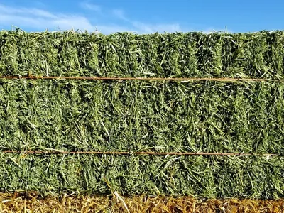 Alfalfa Hay