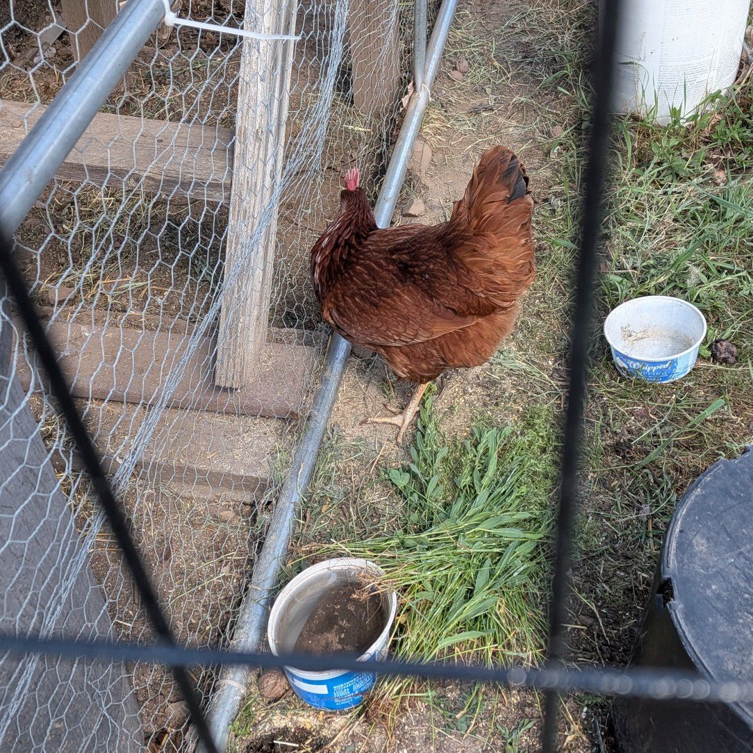 Free chicken