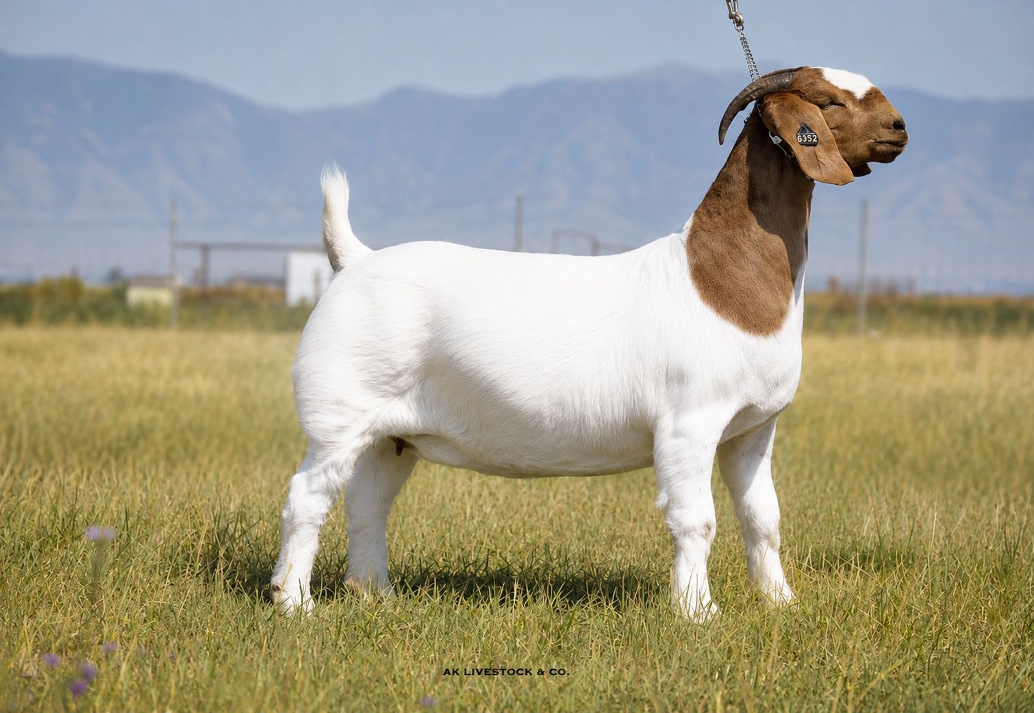 AK Livestock Top-Tier Boer Goats - Bred Does, Open Does, Bucks