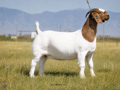 AK Livestock Top-Tier Boer Goats - Bred Does, Open Does, Bucks
