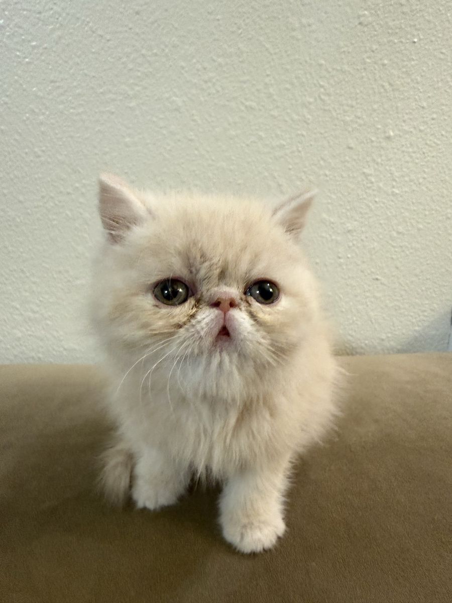 Exotic short hair kittens