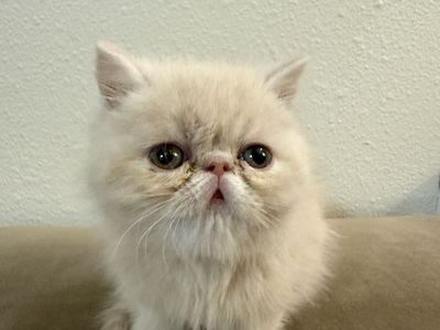 Exotic short hair kittens