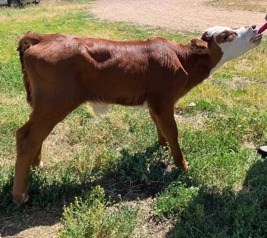 Steer Calf