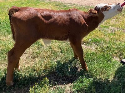 Steer Calf