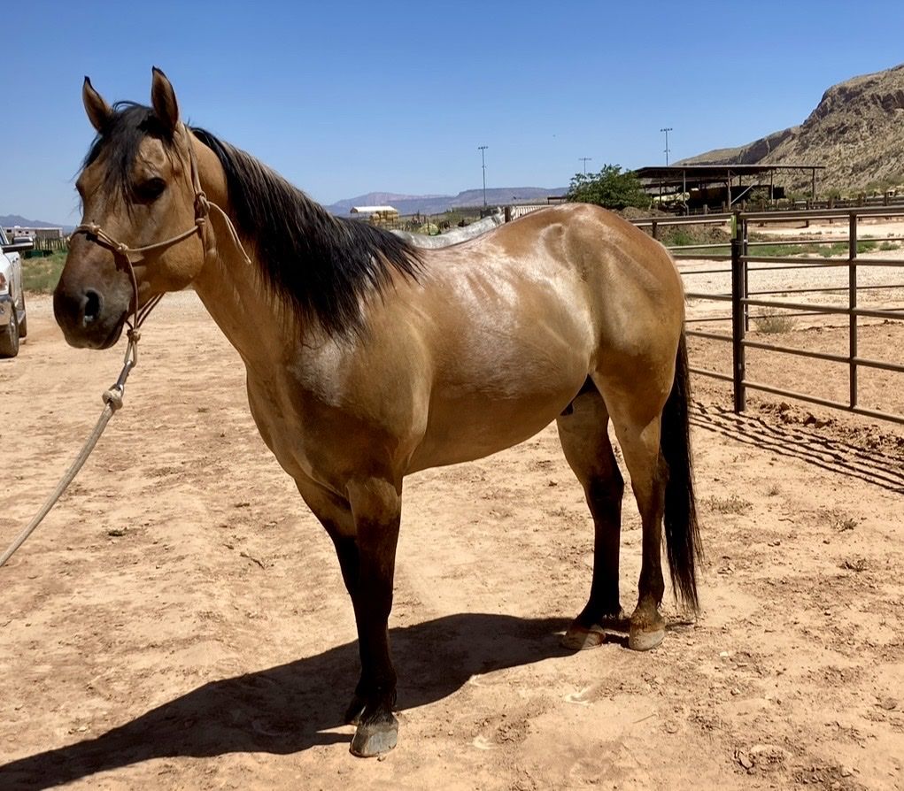 ISO Quarter Horse Gelding