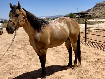 ISO Quarter Horse Gelding