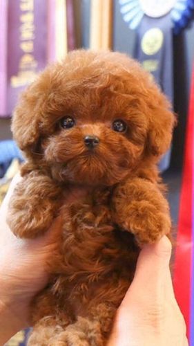 Tiny 4 Pound Deep Red Teacup Poodle Stud